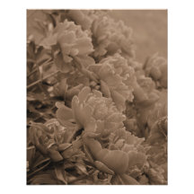 Peonies multiples en Sepia