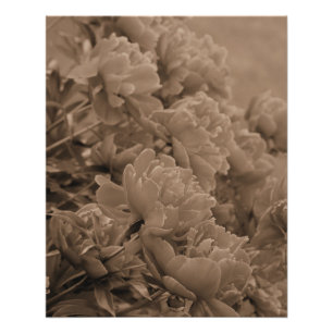 Poster Peonies multiples en Sepia