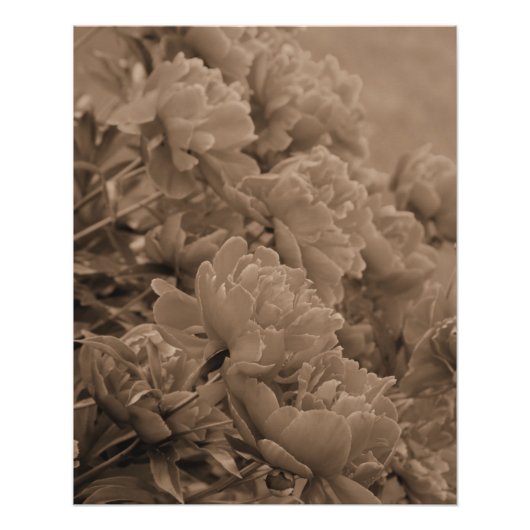 Poster Peonies multiples en Sepia (Devant)