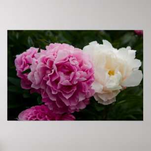 Poster Peonies roses et blanches Rosa & Weiße Pfingstro