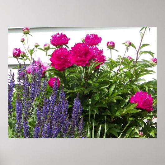Poster Peonies rouges et fleurs violettes Photographie (Devant)