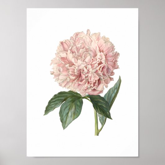 Poster Peony (Devant)