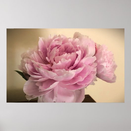 Poster Peony, (Devant)