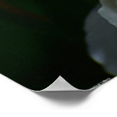 Poster Peony, (Coin)