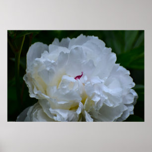 Poster Peony,