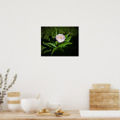 Poster Peony, (Cuisine)