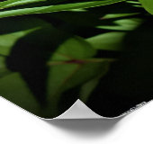 Poster Peony, (Coin)
