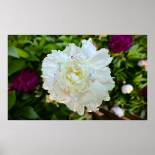 Poster Peony,
