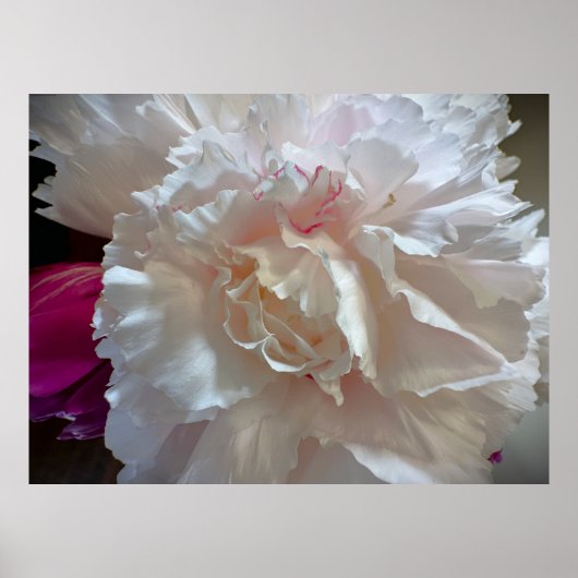 Poster Peony, (Devant)