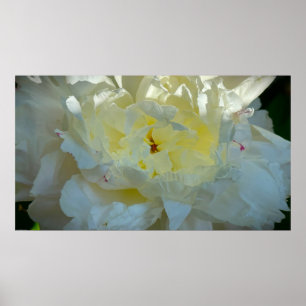 Poster Peony,