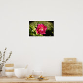 Poster Peony, (Cuisine)