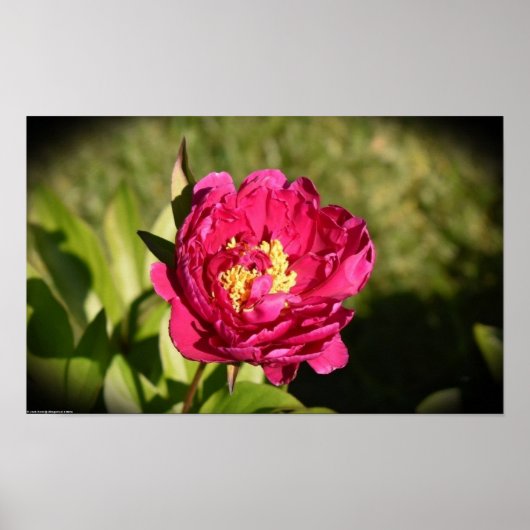 Poster Peony, (Devant)