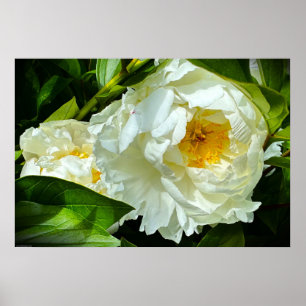 Poster Peony,