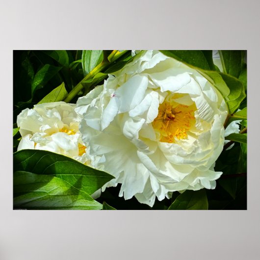 Poster Peony, (Devant)