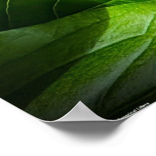 Poster Peony, (Coin)