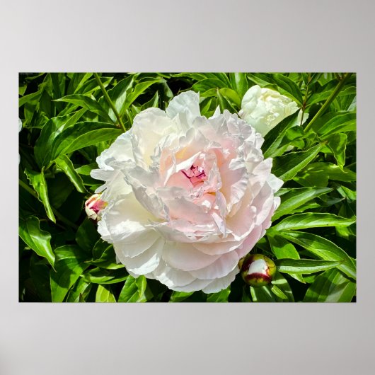 Poster Peony, (Devant)