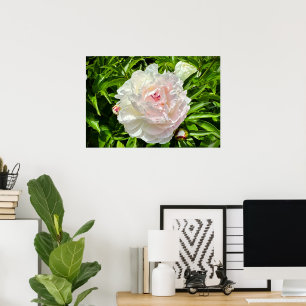 Poster Peony,