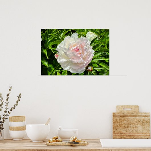 Poster Peony, (Cuisine)