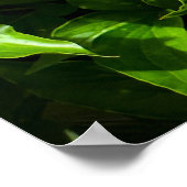 Poster Peony, (Coin)