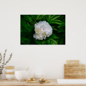 Poster Peony, (Cuisine)