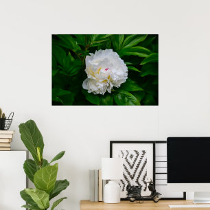 Poster Peony,