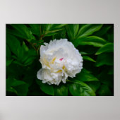 Poster Peony, (Devant)