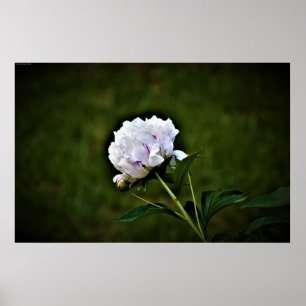 Poster Peony,