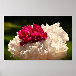 Poster Peony,