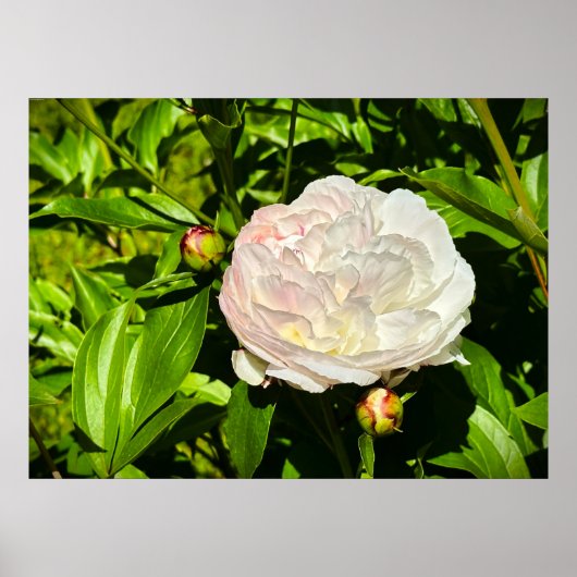 Poster Peony, (Devant)