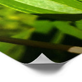 Poster Peony, (Coin)