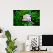 Poster Peony, (Bureau à domicile)