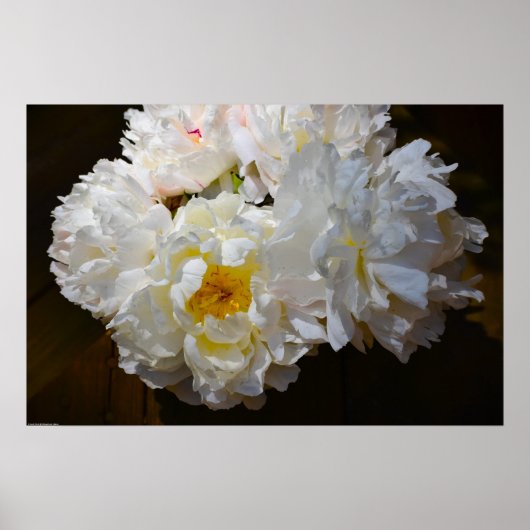 Poster Peony, (Devant)