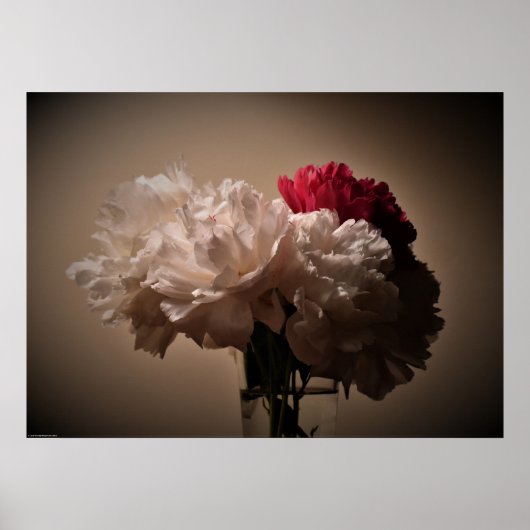 Poster Peony, (Devant)