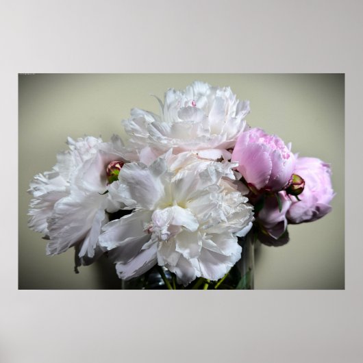 Poster Peony, (Devant)