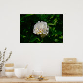 Poster Peony, (Cuisine)