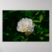 Poster Peony, (Devant)