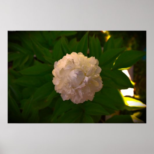 Poster Peony, (Devant)