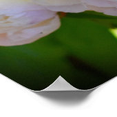 Poster Peony, (Coin)