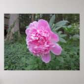 Poster Peony (Devant)