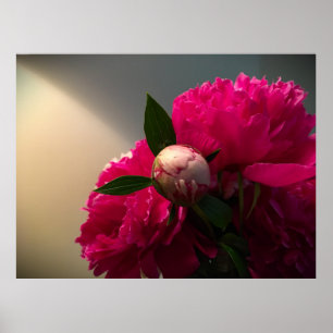 Poster Peony,