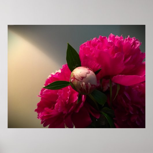 Poster Peony, (Devant)