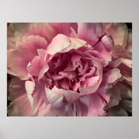 Poster Peony, (Devant)