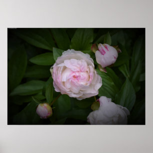 Poster Peony,