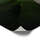 Poster Peony, (Coin)