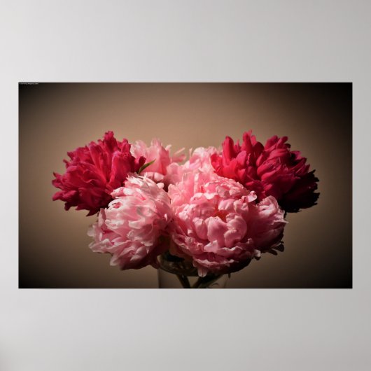 Poster Peony, (Devant)