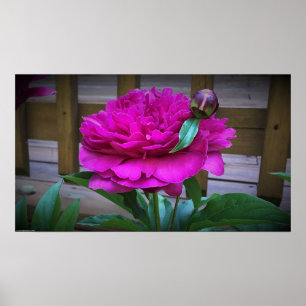 Poster Peony,