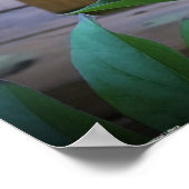 Poster Peony, (Coin)
