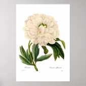 Poster Peony (Devant)