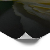 Poster Peony, (Coin)