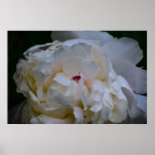 Poster Peony, (Devant)